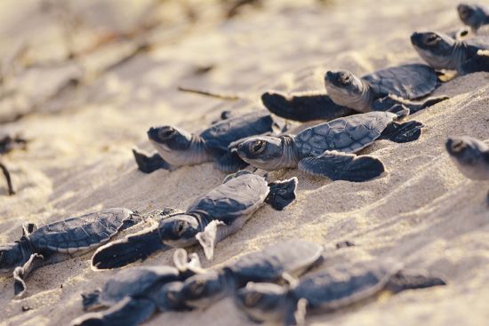 Sea turtles hatching on Galapagos beach