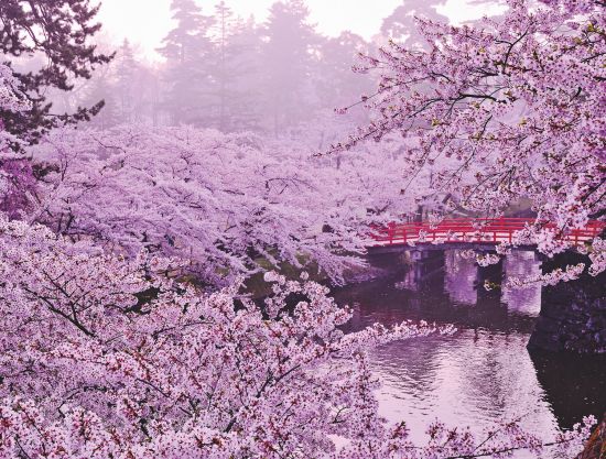 Cruise to Japan: Cherry blossoms