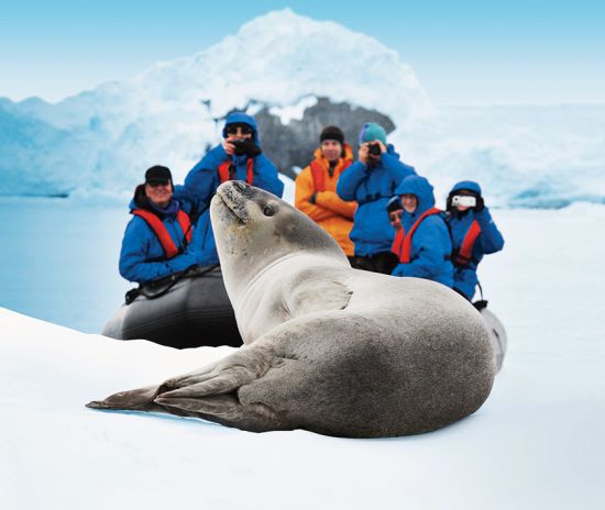 Antarctica wildlife, expedition cruise