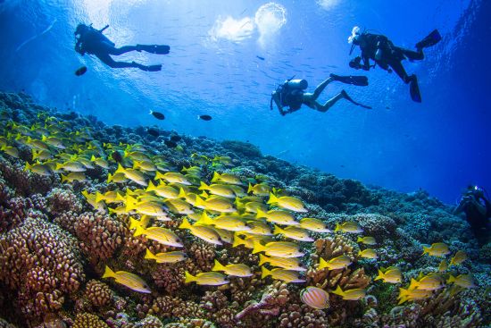 Ocean Cruises: divers and tropical fish in Pacific Ocean