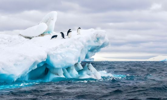 Ocean Cruises: Penguins in Antarctic Ocean