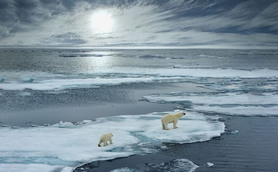 Ocean cruises: polar bears in Arctic Ocean