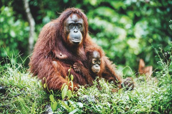 Wildlife cruises: Orangutans