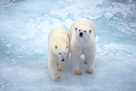 National Geographic Ponant cruise: Polar bears