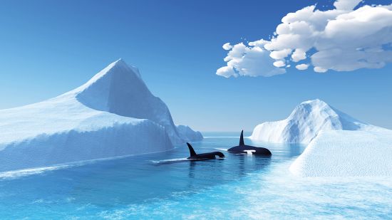 Whales swimming among icebergs