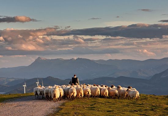 Oceania Cruises, Go Local, sheep farm