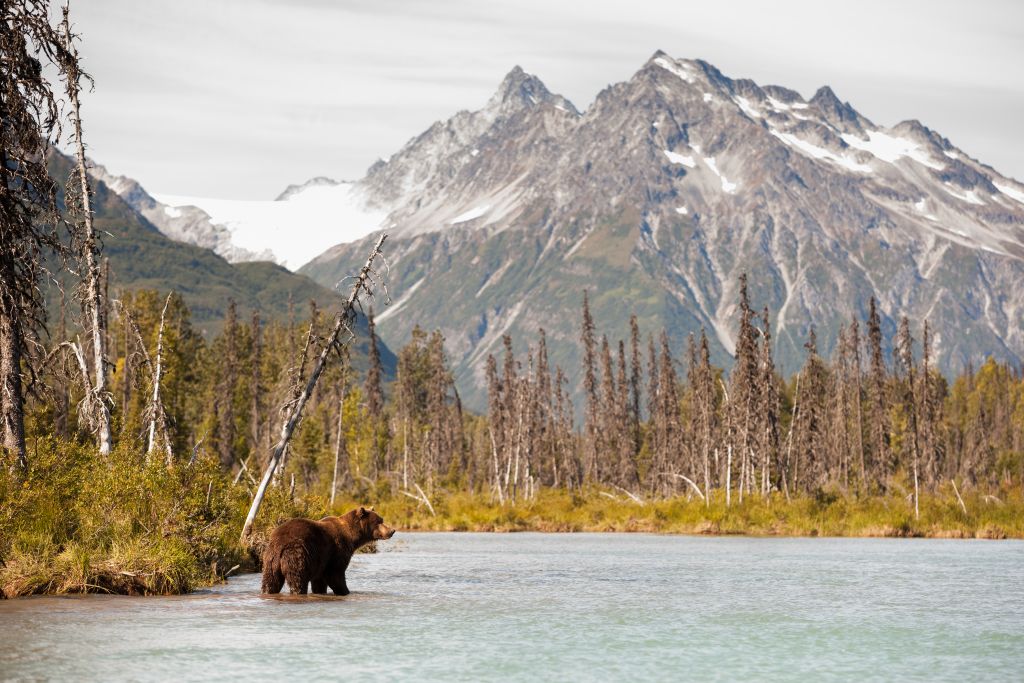 Alaska cruise, bear in wild