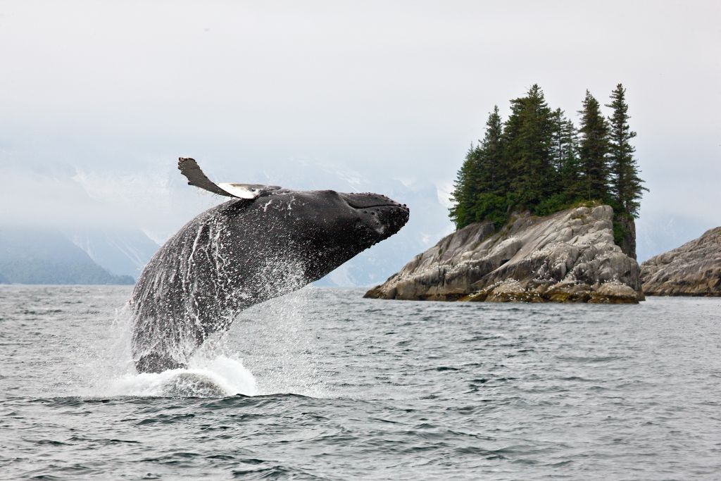 Humpback whale in Alaska