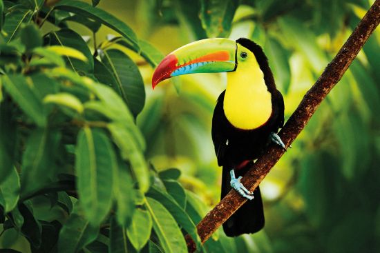 Exotic bird, Costa Rica