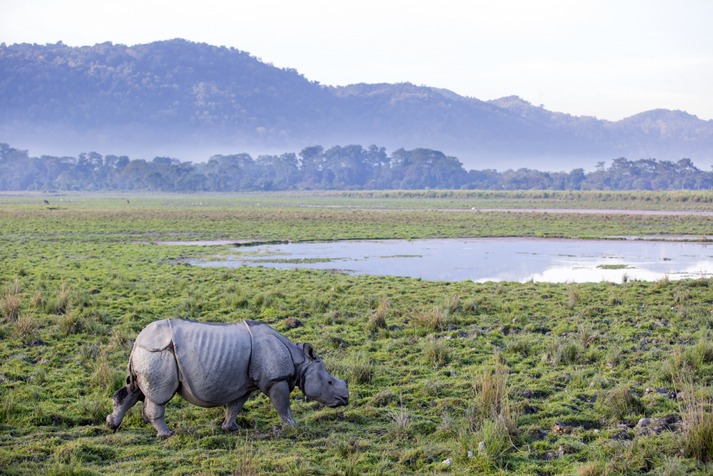 Rhino in Kaziranga national park, India cruise