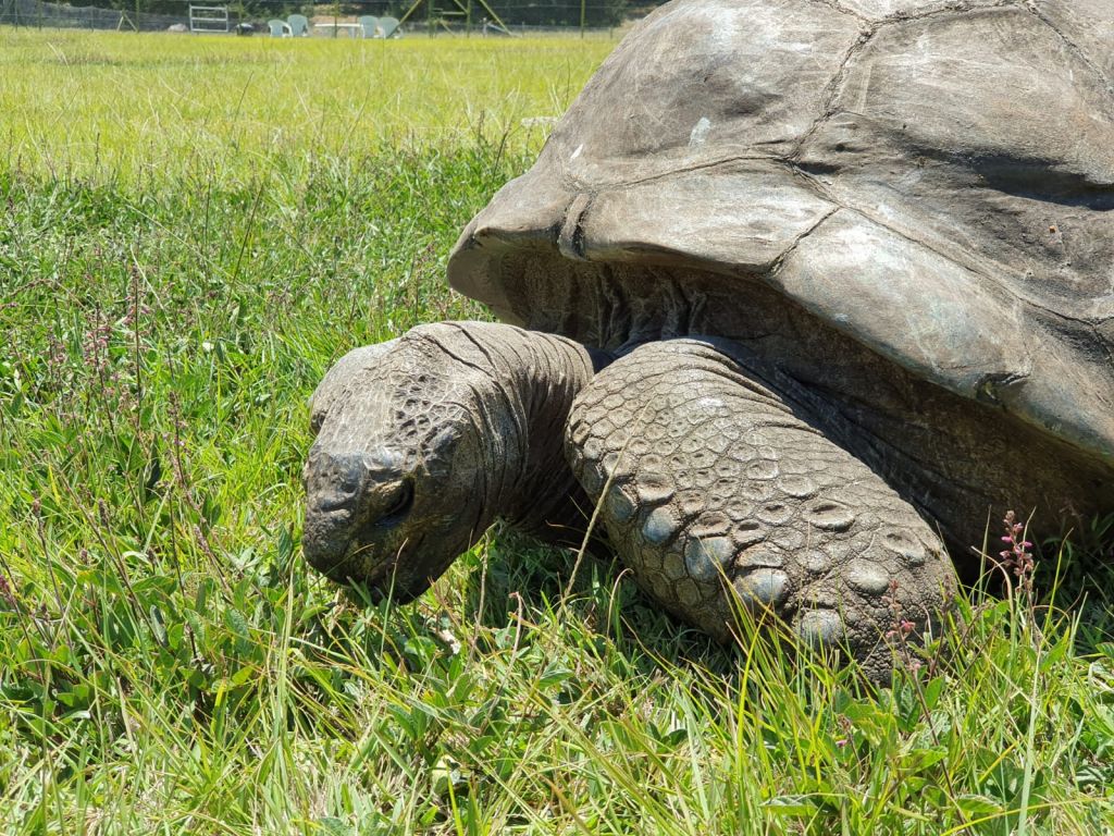 Boudicca, world cruises: Seychelles tortoise