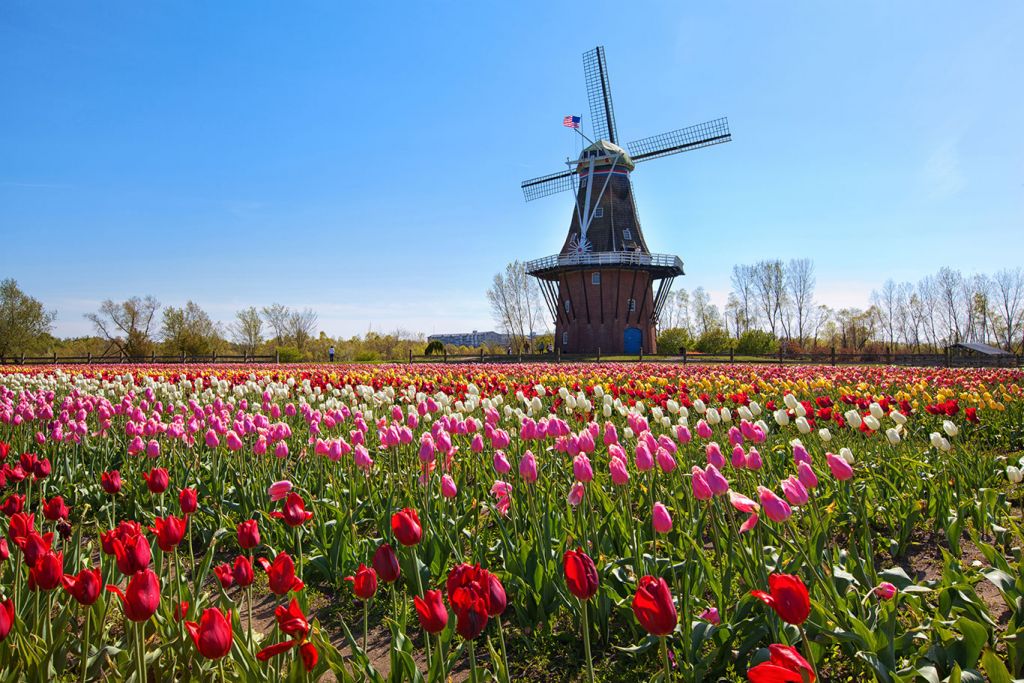 Black Friday cruise deals: Holland tulip festival