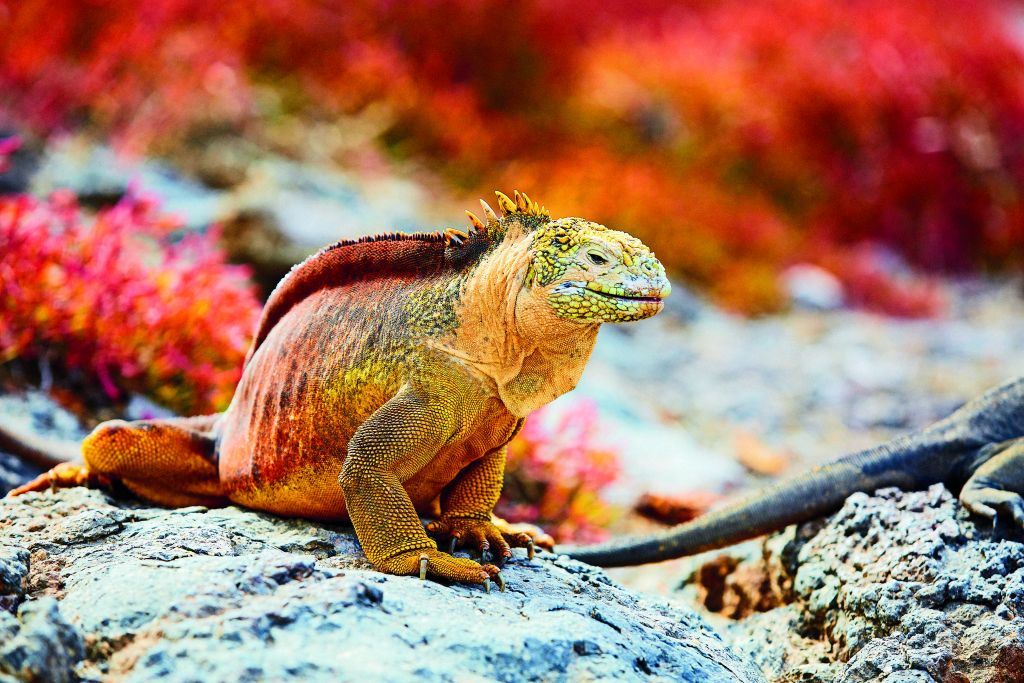 Wild Marine iguanas on the Galapagos