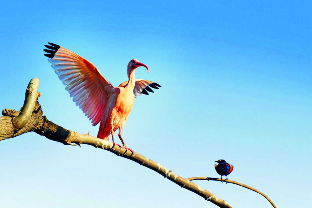 Catch a glimpse of the colourful birds of Suriname