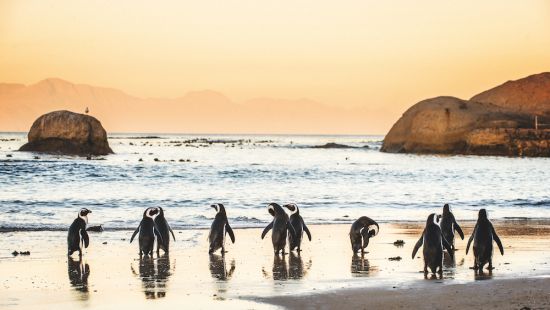 Solo travel: Penguins in Cape Town