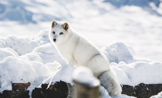 Arctic and Antarctica cruise; Arctic fox