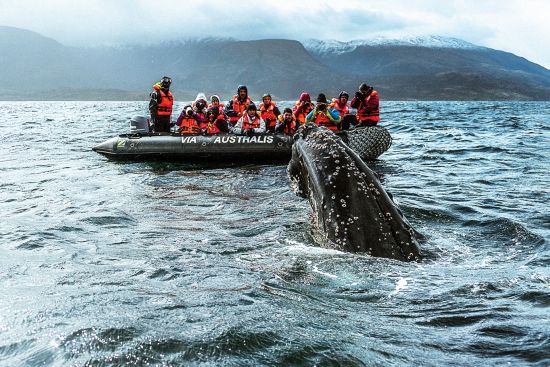 Patagonia cruise: zodiacs trips