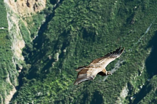 Patagonia cruise: Andean condor