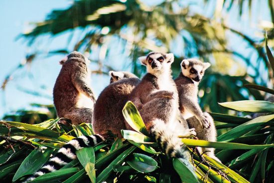 Adventure holidays: lemurs in Madagascar