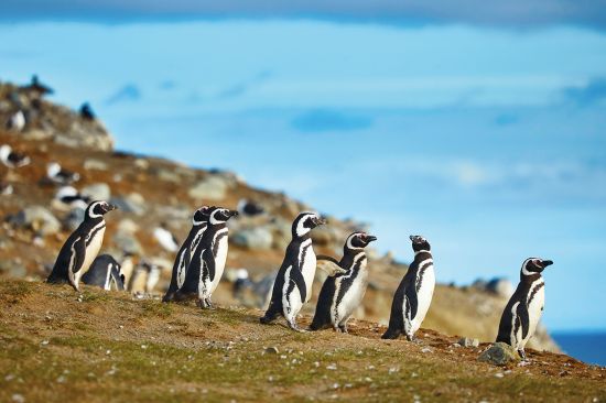 Patagonia cruise: penguin colony