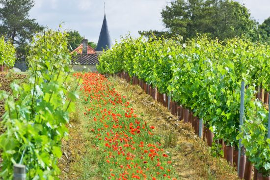 River cruise bordeaux, france: Camus vineyards