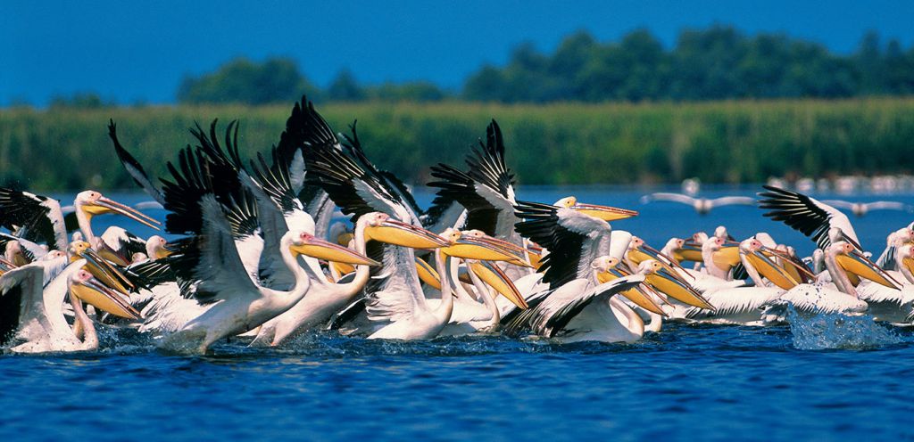 Danube river cruise: Danube Delta pelicans