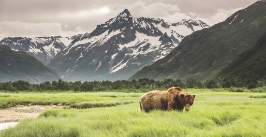 Grizzly Bear of Shores of Alaska